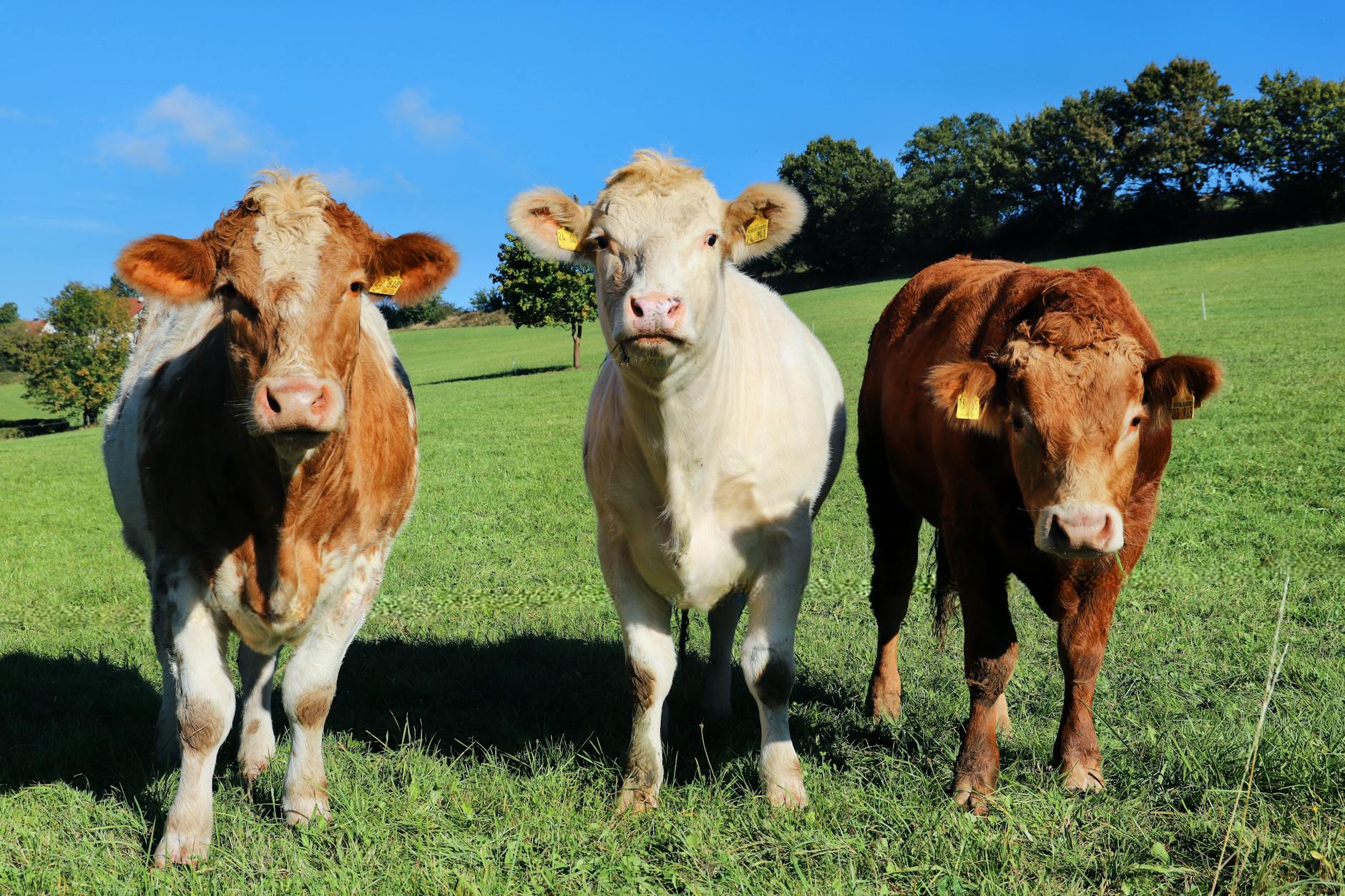 Beginner’s Guide to Cattle Vaccines: What Every Rancher Needs to Know